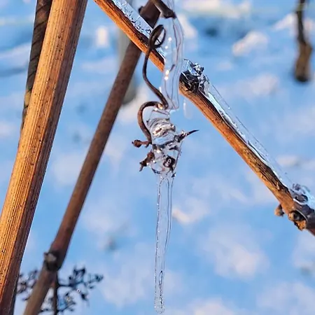 Im Weingut Apartment Udenheim