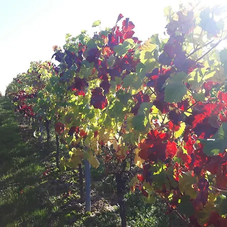 Im Weingut Apartment