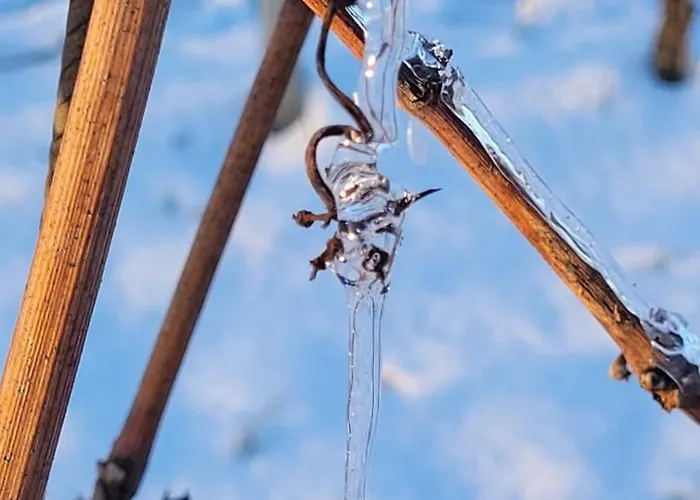 Im Weingut Apartamento Udenheim
