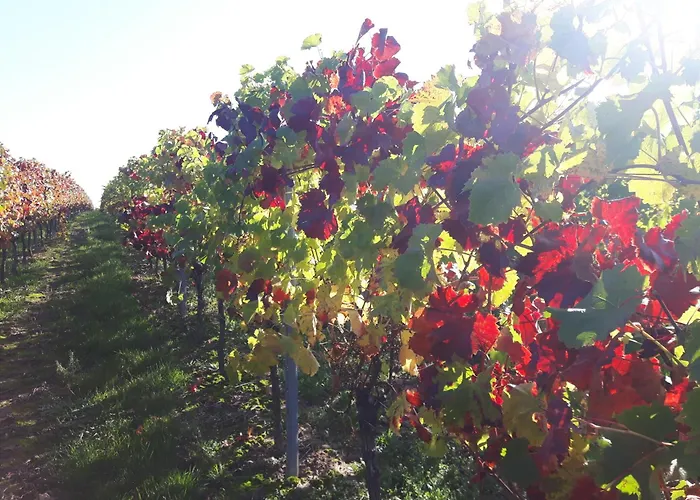 Im Weingut Apartamento